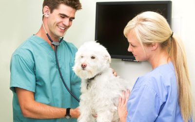 What Makes a Local Animal Hospital in Chattanooga, TN, Vital for Pet Owners Today