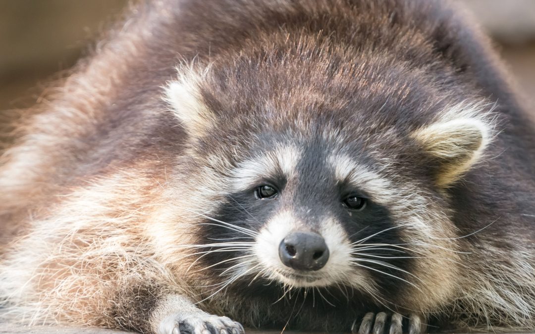 Raccoon Removal in Westfield, MA: Safeguarding Your Home and Property