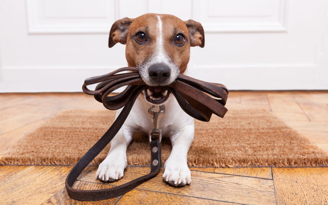 Unleashing Potential: The Advantages of Using an In-Home Dog Trainer in Charleston, SC