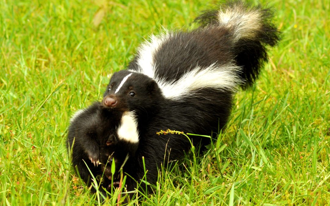 The Essential Guide to Skunk Removal in Westfield, MA: Protecting Your Home and Garden