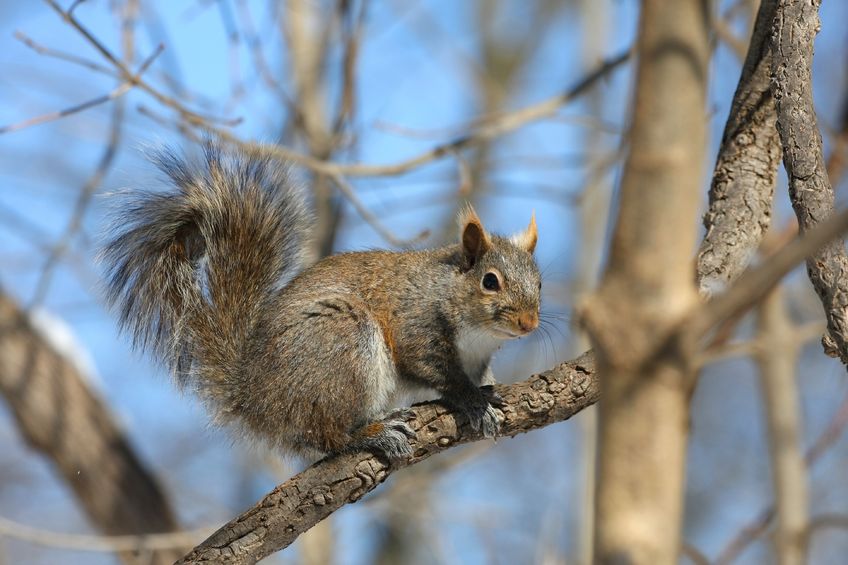 Effective Squirrel Removal Solutions in Westfield, MA