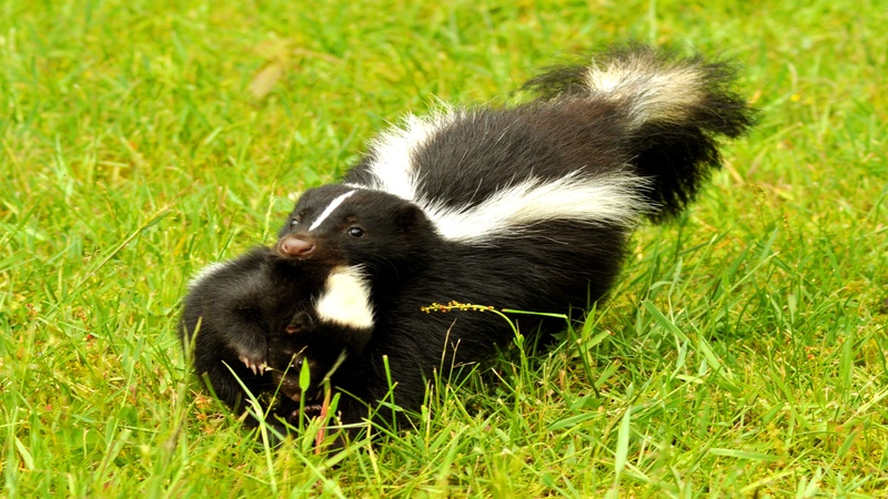 Skunk Removal in Westfield, MA: Ensuring a Safe and Odor-Free Environment