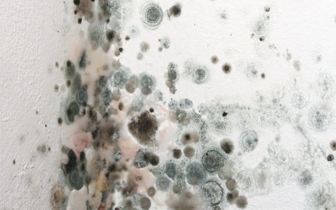 Addressing Mold Issues: Why Should Your Choose The Best Mold Remediation Company in Council Bluffs IA