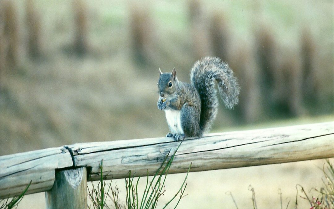 Professional Squirrel Removal in Westfield, MA, Services: Protect Your Home