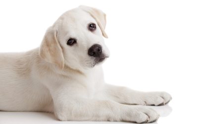 Give Your Dog a Home-like Experience with Dog Boarding in Wisconsin Rapids, WI