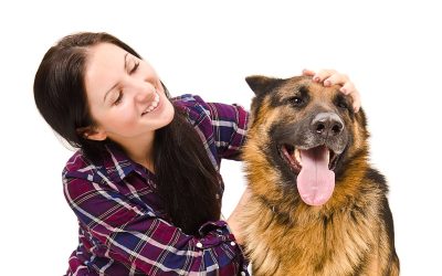 How Boarding Kennel Services Murfreesboro TN Provide Peace of Mind for Pet Owners