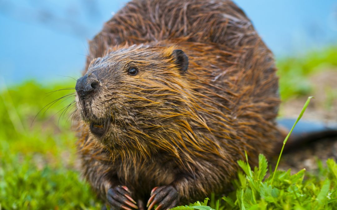 Prevent Flooding and Damage with Beaver Removal Westfield, MA Services Tailored to You