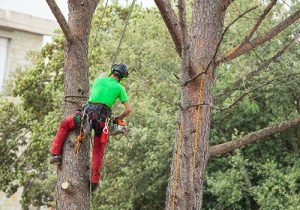 tree-cutter-300x210-1