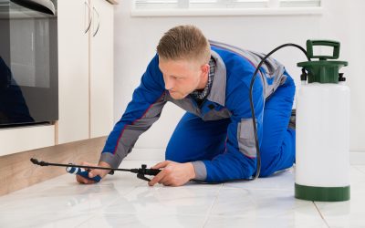 Common Problems Pest Control Services Virginia Beach VA Solve for Local Homeowners