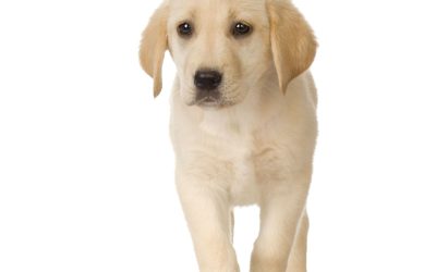 Five reasons families love choosing a Miniature Dachshund Breeder in San Jose, CA for their next pet