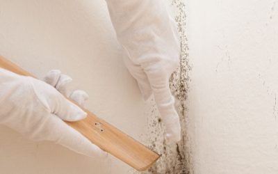 Breathe Easy Again By Choosing Mold Remediation Menifee CA for Lasting Results